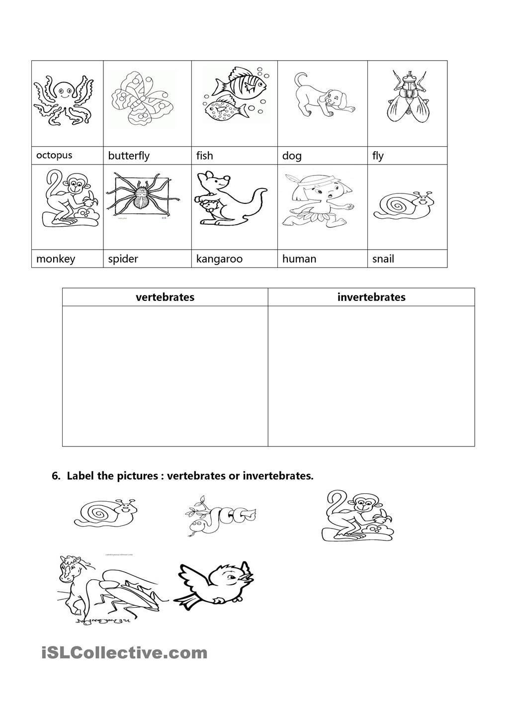 vertebrates and invertebrates worksheet